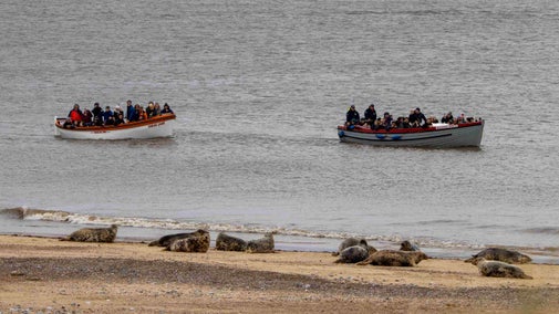 Two sightseeing boats close to the shoreline on Blakeney Point with grey seals lining the beach